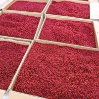 فروش زرشک اناری