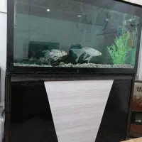 آکواریوم|ماهی|فرخشهر, |دیوار