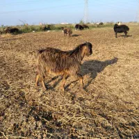 نر بزغاله فروشی|حیوانات مزرعه|فاضل آباد, |دیوار