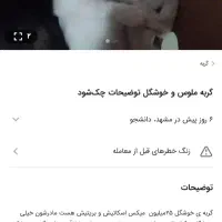 گربه خیلی کمیاب 20میلیون