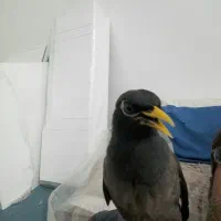 فروش بلدرچین چاق تخم گزار