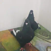 کبوترسینه سیاه فروش فوری