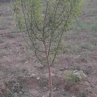 باغ فروشی درسهرین|فروش خانه و ویلا|قره پشتلو, |دیوار