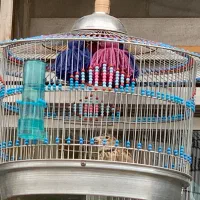 سهره قناری خاکی