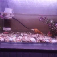 آکواریوم با ال ای دی با ماهی ها و وسایلاش ..سالم..|ماهی|رباط‌کریم, شهرک درخشان|دیوار