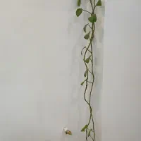 گل طبیعی|گل و گیاه طبیعی|تهران, مهرآباد جنوبی|دیوار