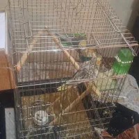 قناری و عروس هلندی آگهی کامل بخونید