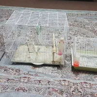 سه عدد قفس  عروس هلندی ،مرغ عشق ،کوتوله برزیلی