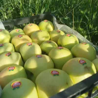 زمین و باغ|فروش زمین و ملک کلنگی|اشترینان, |دیوار