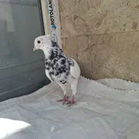 کبوتر طوقی|پرنده|قم, انسجام|دیوار