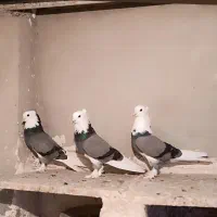 شازده سبز