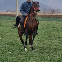 مادیان. نریان .کره .اسب