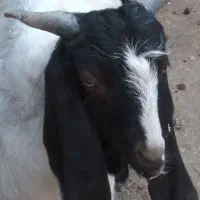 نربز پاکستانی ۶۴۶۲طوطیی ۵۷۱دودندان۰۹۳۳|حیوانات مزرعه|سبزوار, میدان بار|دیوار