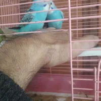 مرغ  عشق|پرنده|اردبیل, |دیوار