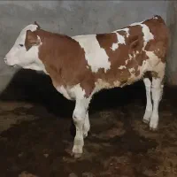 گوساله ماده سمینتال سیمینتال