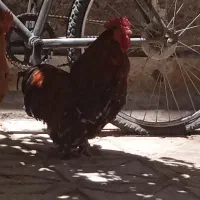 خروس
