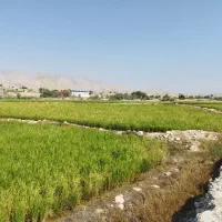 چهارهزارمترزمین شلتوک بهترین منطقه خیراباد|فروش دفتر صنعتی، کشاورزی، تجاری|دوگنبدان, |دیوار