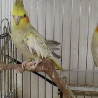 عروس هلندی|پرنده|ساوه, |دیوار