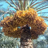 تعدیل برحی وبریم سعمران