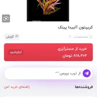 گیاه کریپتون تثبیت شدکمیاب با ریشه بلند فقط دو عدد|ماهی|تبریز, |دیوار