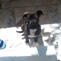 سگ پیت بول گمشده