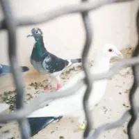 کبوتر دم سیاه کرمونی نر زدوخردی غریبه