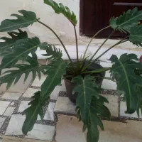 گلهای خانگی