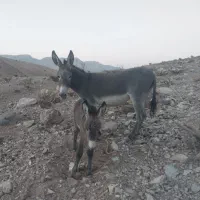 فروش الاغ|حیوانات مزرعه|ارم, |دیوار