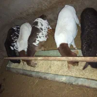 میش برشن و سومالی|حیوانات مزرعه|کرمان, |دیوار