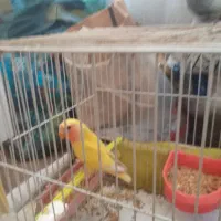 کوتوله برزیلی