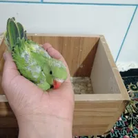 جوجه طوطی ملنگو