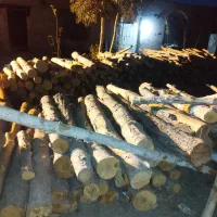 خرید چوب|خدمات باغبانی و درختکاری|ورامین, ورامین|دیوار