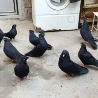 کبوتر|پرنده|میاندوآب, |دیوار