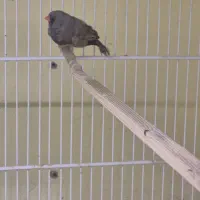 فنچ شارکول|پرنده|بندرعباس, |دیوار