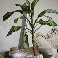 گل دیفن|گل و گیاه طبیعی|تهران, نعمت‌آباد|دیوار