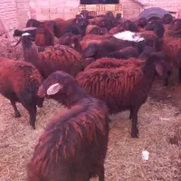 گوسفند توخلی ماده