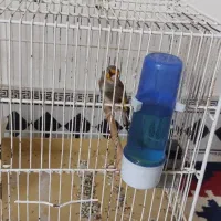 سهره|پرنده|آبادان, |دیوار