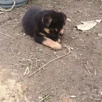 ژرمن ماده|سگ|سنگر, |دیوار