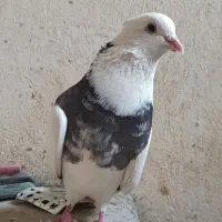 کفتر طوقی سرور|پرنده|قم, سید معصوم|دیوار