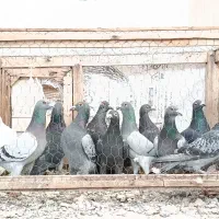 کفتر زنبور گرفتنی