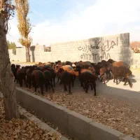 ۲۳عددبره ماده قزل افشار|حیوانات مزرعه|هشتگرد, شهرک راه آهن|دیوار