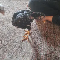 جوجه خروس لاری