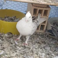 کبوتر پر قدیمی|پرنده|سامان, |دیوار