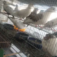 تعدادی کبوتر پرشی|پرنده|هشتگرد, شهرک اداری|دیوار