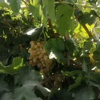 باغ-انگور