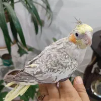 عروس مرواریدی|پرنده|قم, پردیسان|دیوار