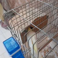 ۲عددعروس هلندی لوتینوسخن گو|پرنده|کرج, حصارک بالا|دیوار