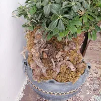 بونسای میخک|گل و گیاه طبیعی|مشهد, کوی دروی|دیوار