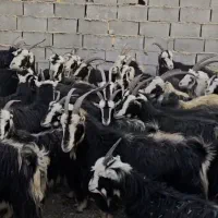 ۴۵راس بز خلج|حیوانات مزرعه|پیشوا, |دیوار