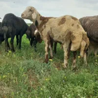 قوچ‌توقلی پلنگی بروجردی